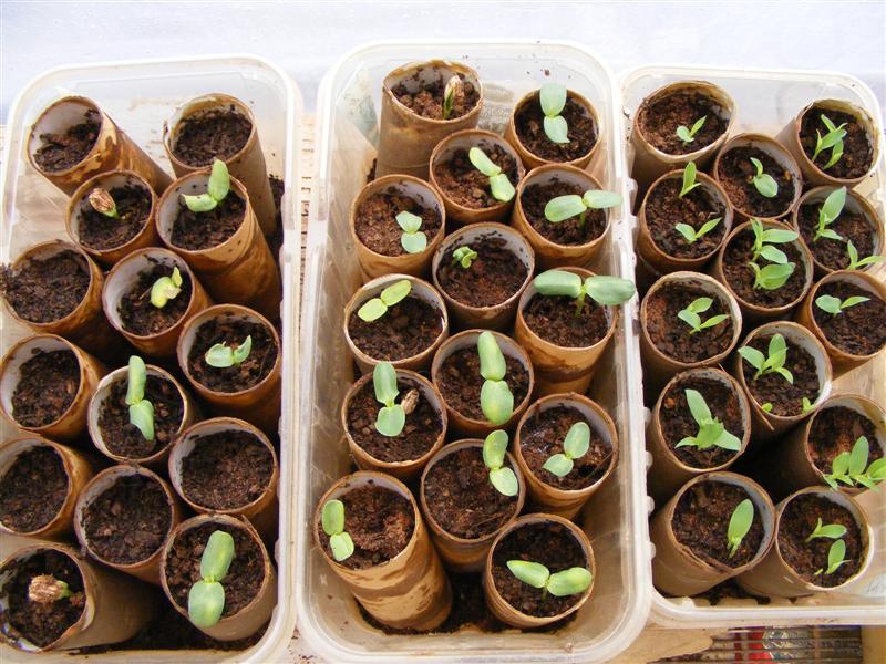 [seeds2.jpg]