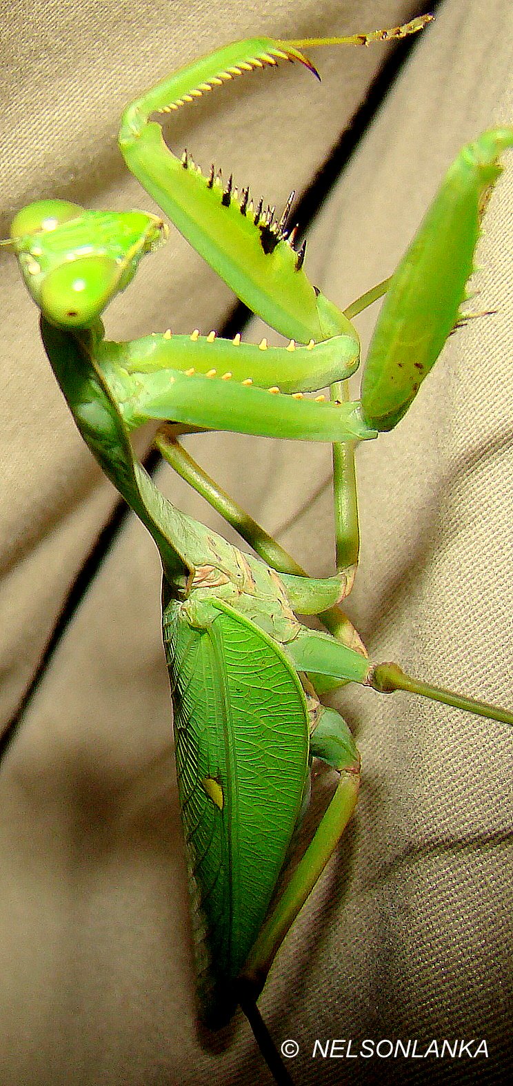 DiscoverSriLanka SRI LANKA INSECTS [ THE MANTIS ]