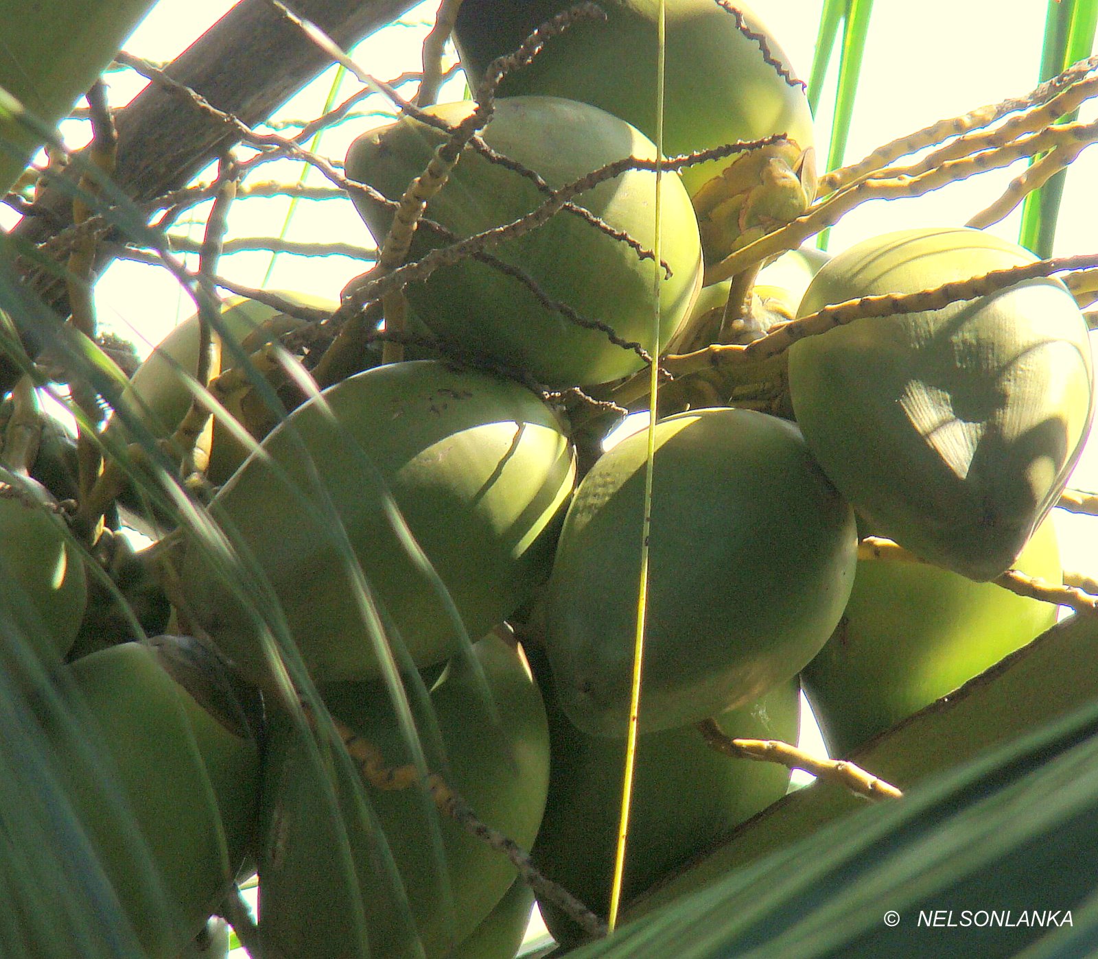 DiscoverSriLanka SRI LANKA COCONUT