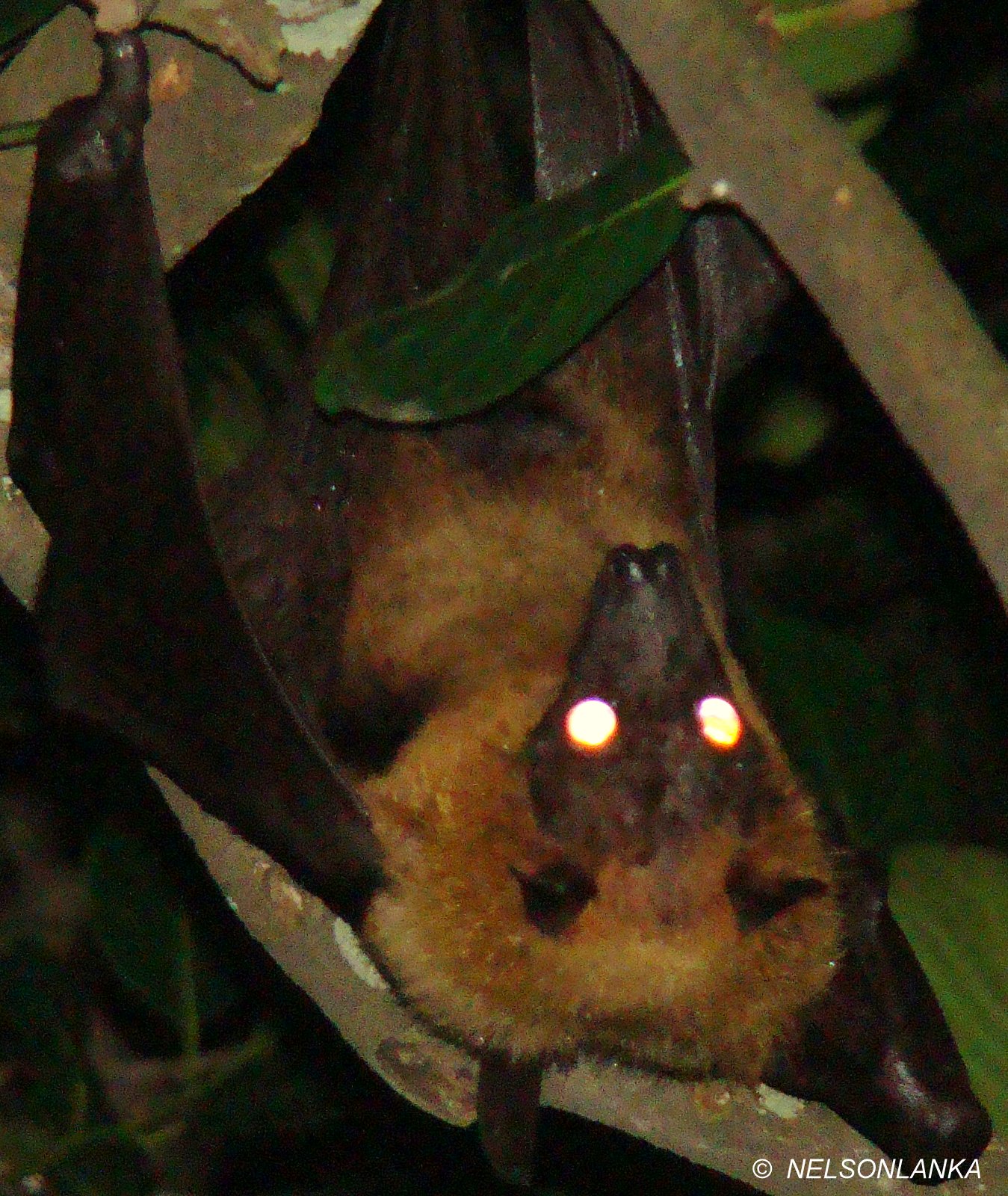 DiscoverSriLanka SRI LANKA LESSER FALSE VAMPIRE BATS