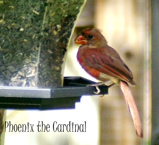 [phoenix.jpg]
