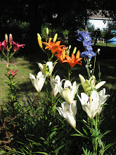 Lilies in late June
