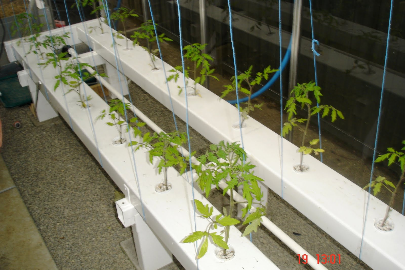 [hydroponic+planting+web.JPG]