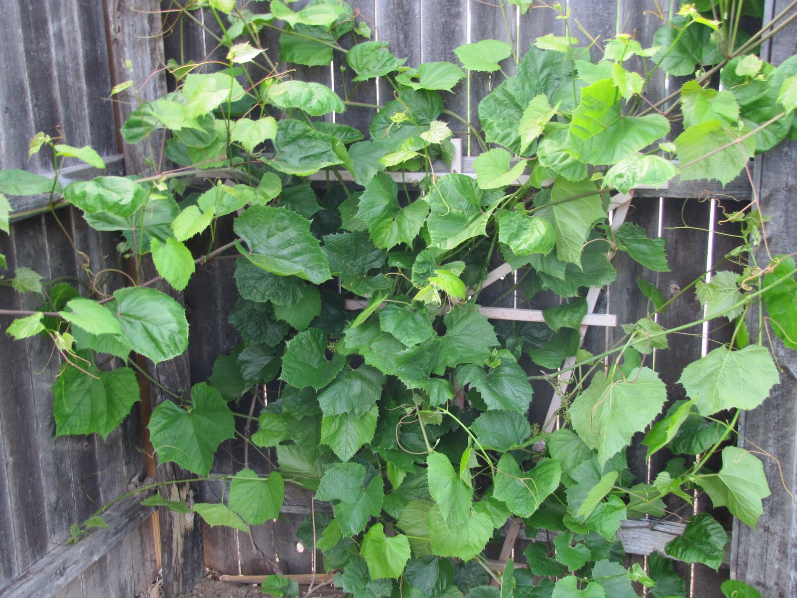 What's In Your Hands?: How Does Your Garden Grow?