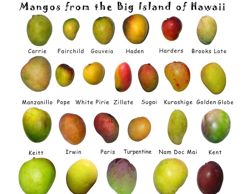 AGRIBUSINESS AND MANAGEMENT Mango varieties in HAWAII