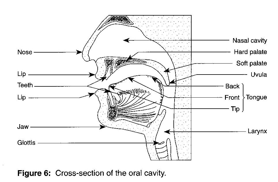 the organs of speech and their the organs of speech and their
