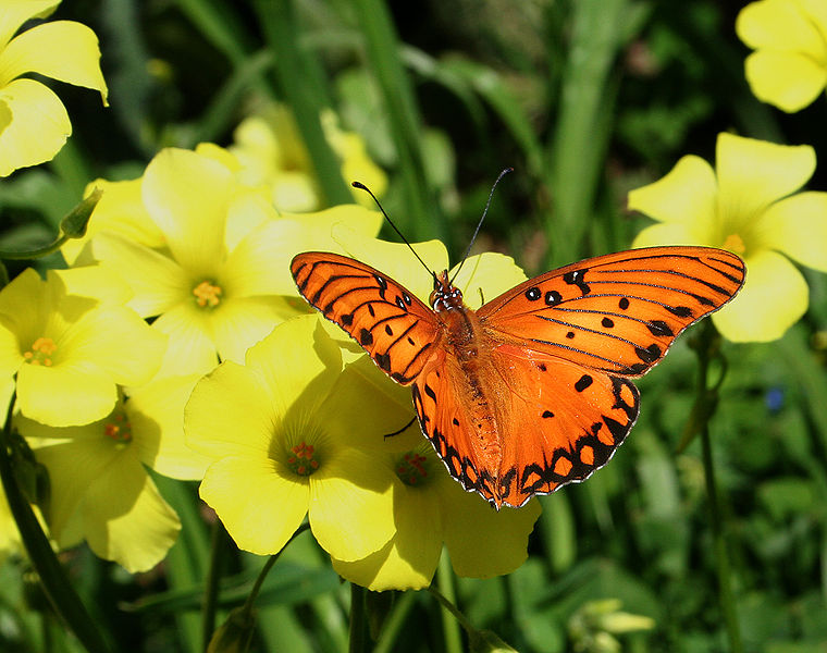 Stars SoCal Succulents and Cactus: Butterfly Update--- Monarch's ... Stars SoCal Succulents and Cactus: Butterfly Update--- Monarch's ...