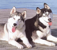 See Santa and his huskies at Plas Newydd Country House (National Trust) Huskies%255B1%255D See Santa and his huskies at Plas Newydd Country House (National Trust)