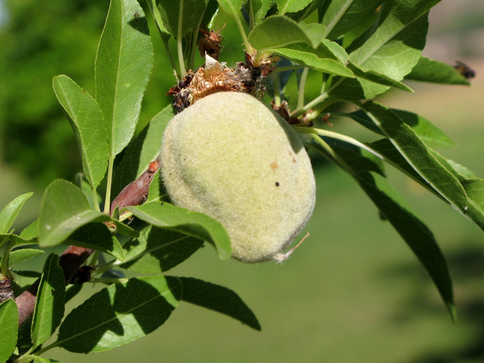 Finley and Oliver: What's Growing in our Garden