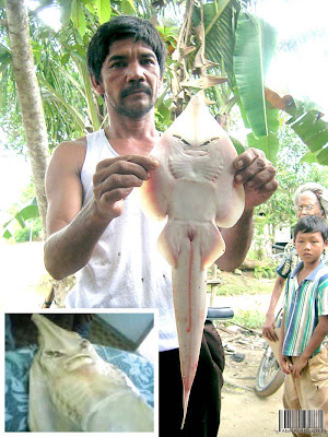 Manusia Ikan Pari