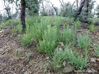 Acacia stricta in flower at Mt Disappoinment State Forest. Black Saturday Flora recovery 2010