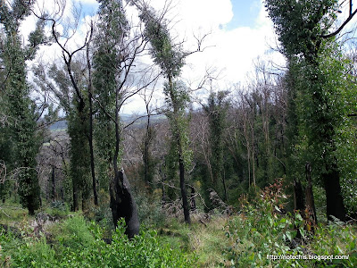 Whittlesea flora recovery and regrowth. Herb-rich Foothill Forest regeneration after Black Saturday.