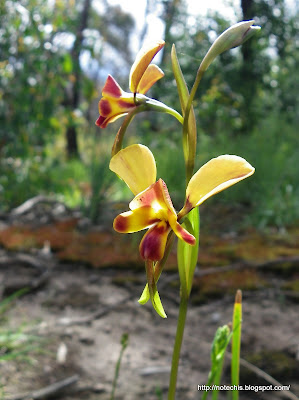Diuris orientalis regeneration after fire. Whittlesea flora recovery after Black Saturday. Orchid responses to fire
