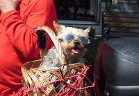 dog on a motorcycle with sunglasses - Saratoga Spr NY 2008