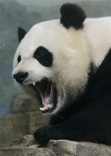 Panda Death