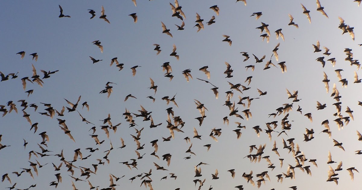 Idaho Nature Notes Bat Cave