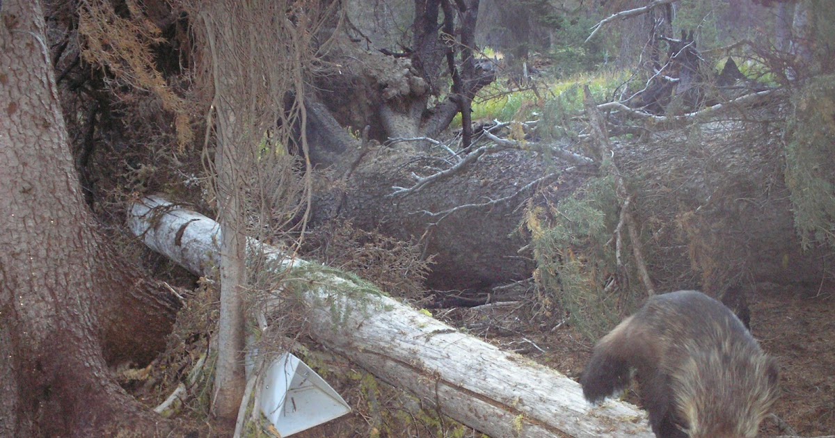 Idaho Nature Notes Wolverine!