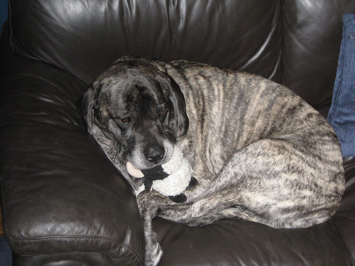 Gracie Dog