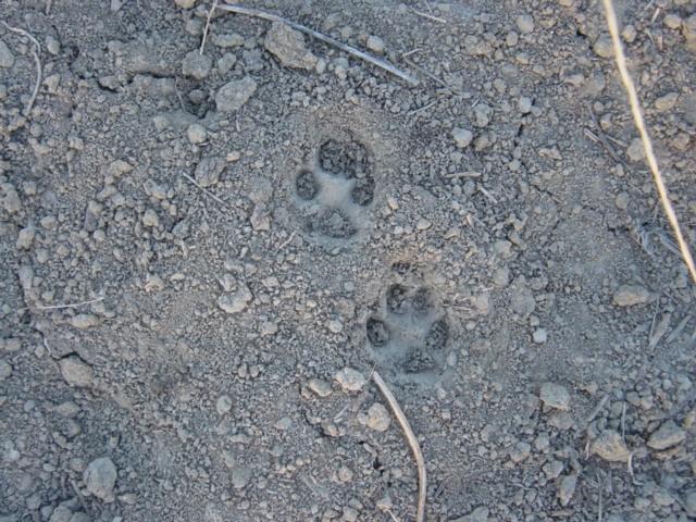 [coyote+track+lg.JPG]