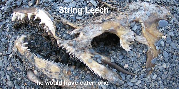 String Leech