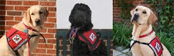 Autism Service Dogs