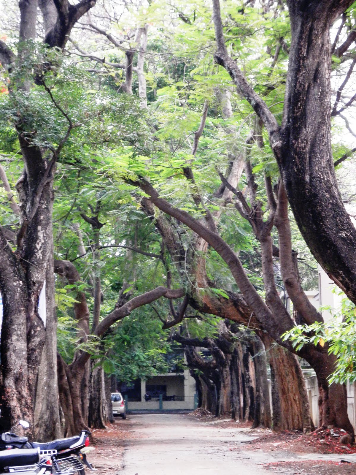 Trees, Plants & more Snapshots of bangalore's roadside trees