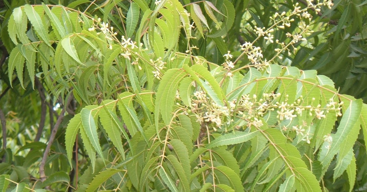 Trees, Plants & more Neem flowers