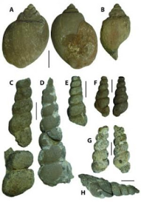 Teoria da Origem Superior das Espécies Gastropods+Utah+1+MYA+after+P-T+extinction+-+A.+Brayard+-+J.+Thomas