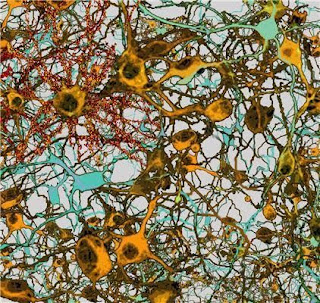 Biomimtica: Cincia do design inteligente Nerve+cells+-+TU+Graz+-+IGI