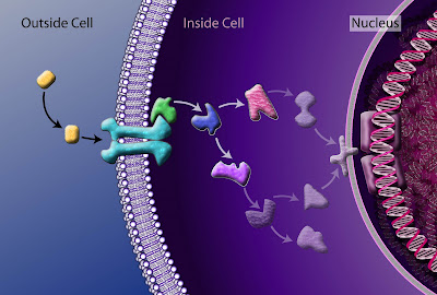 Biomimtica: Cincia do design inteligente Signaling_cell_Nicolle+Rager,+National+Science+Foundation