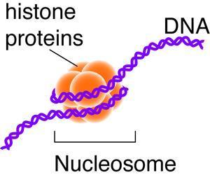 [Complexidade Biólogica] Cientistas vêem o genoma ligar e desligar na célula  Nucleosome+-+University+of+California+-+San+Francisco