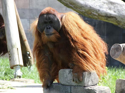 [Genoma] Semelhana entre o homem e os primatas Orangotango+-+Exame