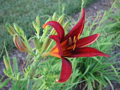 Daylily