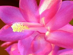 [flor_de_maio_7.JPG]