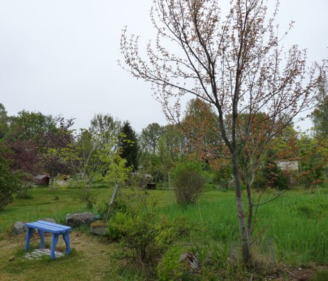 Arboarkticum Juni 2010