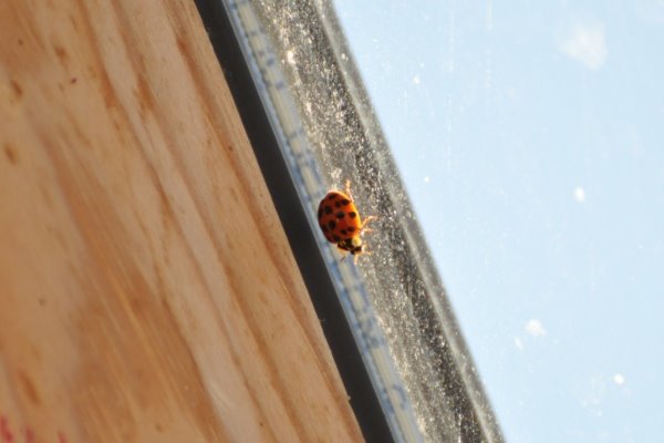 [Ladybug.JPG]