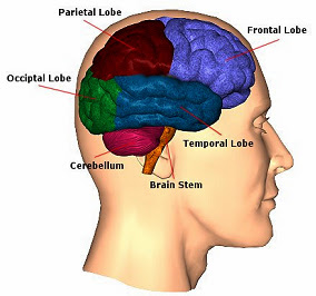 Brain structure