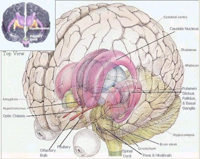 Brain sections