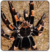 Tarantula