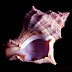 murex tyrian purple dye murex tyrian purple dye
