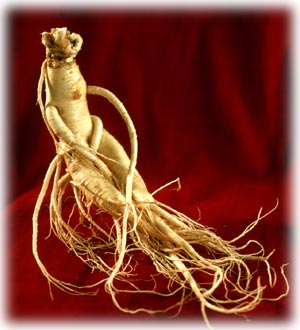 5 Jenis Tumbuhan Yang Paling Berkhasiat ginseng 5 Jenis Tumbuhan Yang Paling Berkhasiat