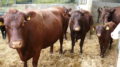 Gobby Cow