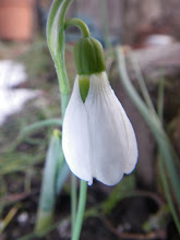 Snowdrop heralds spring