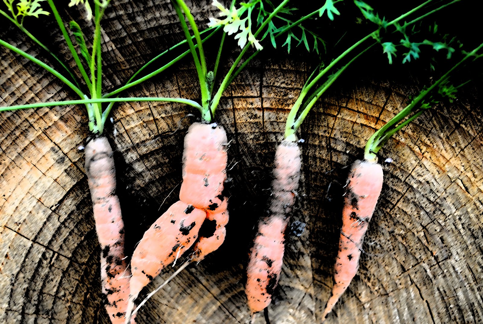 four little carrots
