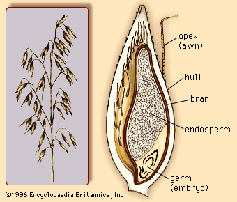 cereal diagram