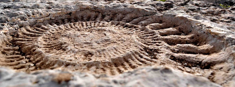 Ammonites