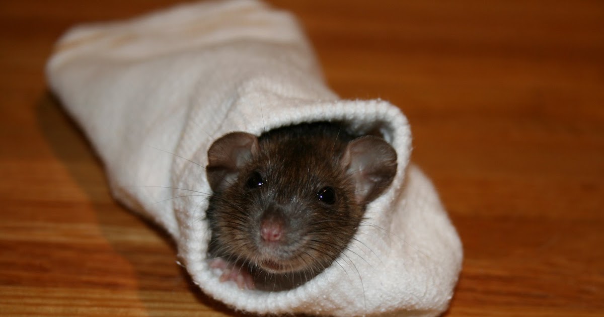 Pet Rats How Much Play Time Do Rats Need