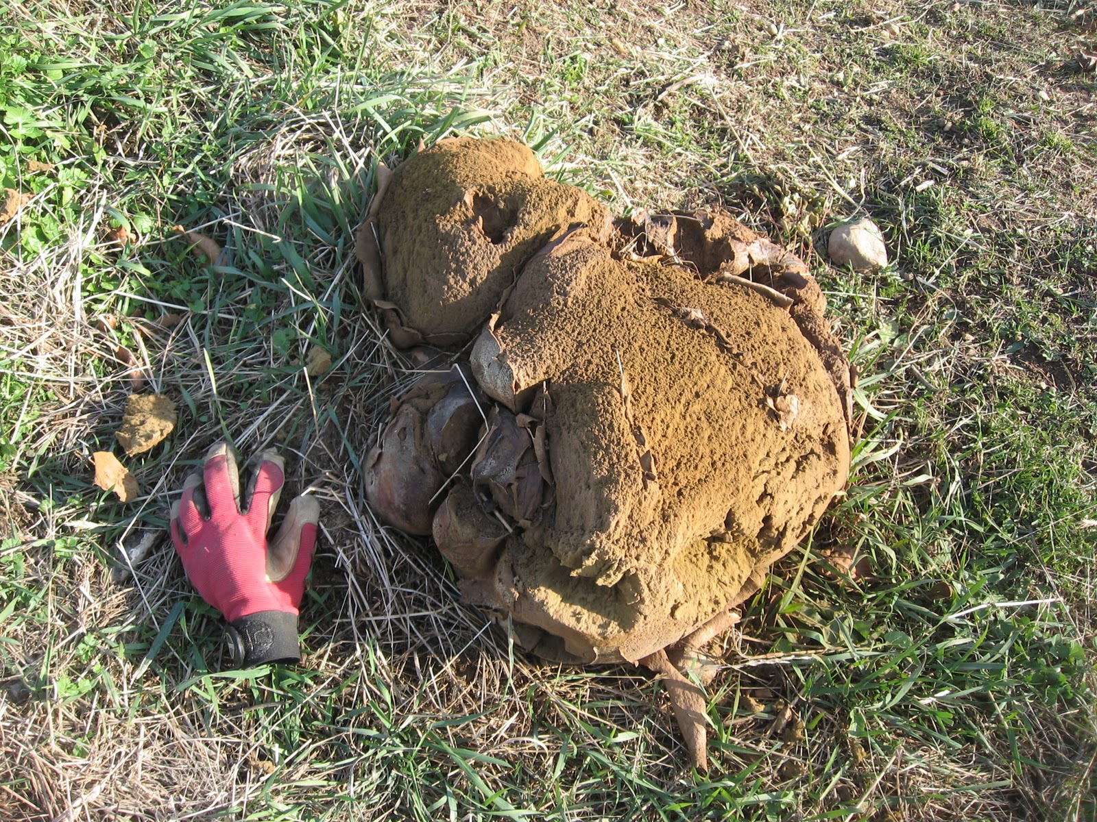 Ball Fungus