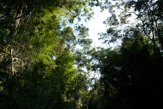 Cambodia - Trek in Ratanakiri, forest Cambodia - Trek in Ratanakiri, forest
