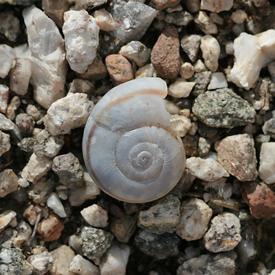 [snail-shell.jpg]